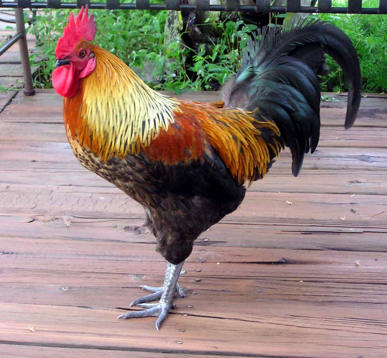 http://musings.northerngrove.com/images/rooster-j.jpg