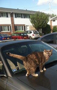 Precious standing on my car.